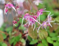 Epimedium Tama No Genpei